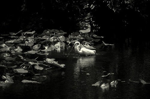 Great Egret (by J.E. Cuny)  I&rsquo;m sorry, I&rsquo;m just really proud