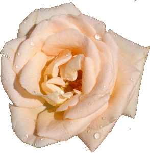 (via lesfleurettes)