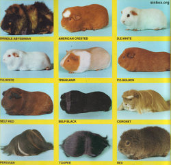 ratboigles:  catbountry:  djavjr:  (via fuckyeahwhatamievenlookingat) Oh my god Peruvian oh my god Peruvian oh my god. PERUVIAN.  The Peruvian and the Toupee look like Tribbles.  My brother had a calico colored Tricolor named DeeDee. Oh my god she was
