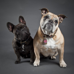 fuckyeahdogs:   dazashan:   selfish-love:   photo by me.        ngl I occasionally flip flop between English bulldogs and Frenchies.  I mean.  Look at the Frenchie&rsquo;s ears &lt;3