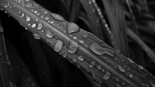 black-and-white:  Thailand (by Mikael Hook) 