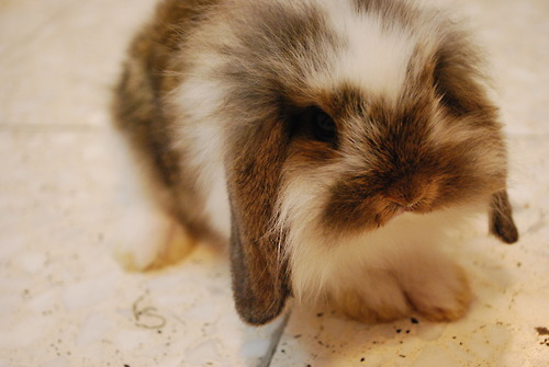 dailybunny:(Thanks, Sara!)