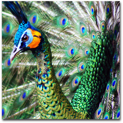 I still haven’t busted out my peacock evening clutch… ♥