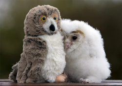 -flask-:  gaydee:     In his five short weeks of life, Orbit hasn’t met many other owls.  So he isn’t at all worried that his new best friend doesn’t hoot back.  The orphaned chick is perfectly content in the company of the stuffed bird perched