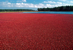 picture-perfect-world:  Cranberry Bog in