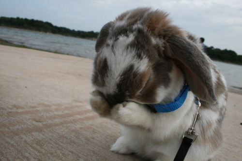 dailybunny:Via
