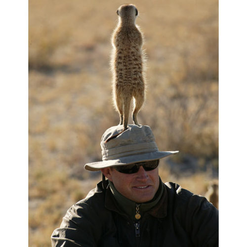 derangedbutterfly:  somerset:  allcreatures:  raincoaster:  inothernews:  LEERKAT   A meerkat uses Lee Whittam’s head to get a better view of the surrounding grassland at Jacks Camp in Botswana’s Kalahari Desert.  (Photo: Barcroft Media via the