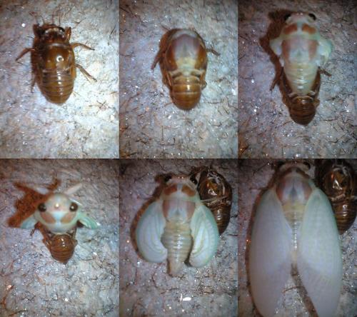 (via babybardot, dumbjabronimotherfucker) I watched this happen once. My family was out camping somewhere idk where (in NZ) and we were all packed up and leaving and I walked past this cicada and almost picked it up - my brother and I liked to collect