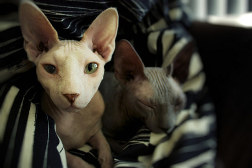 maarijoana:  sphynx two 