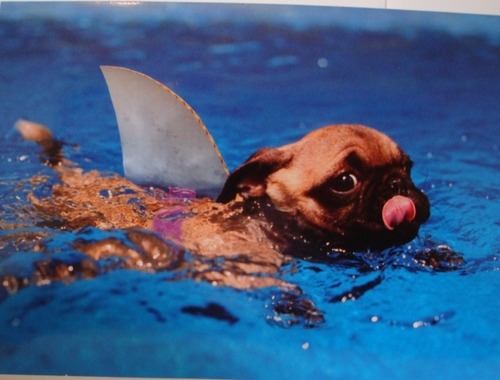 nodarling:  robotindisguise:  justafrog:wellthatsadorable: (picture via hot emo girls)   …I miss Shark Week :C