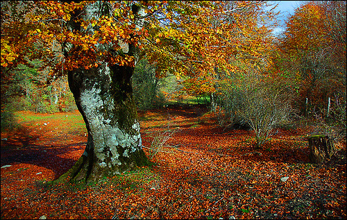 Hayedos en Urbasa (Navarra) (by notarivs)