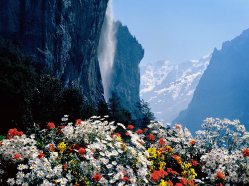 sunsurfer: Wildflowers and Waterfalls, Lauterbraun, Switzerland photo from gotmian