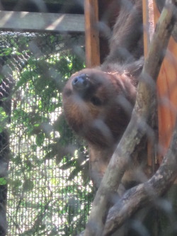 I feel the need to tell Tumblr that I went to the zoo last week and the sloth decided to poke his head out and say hi.  I&rsquo;m so happy :)