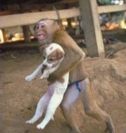 quiapoboi :  Monkey Saves Puppy from Explosion