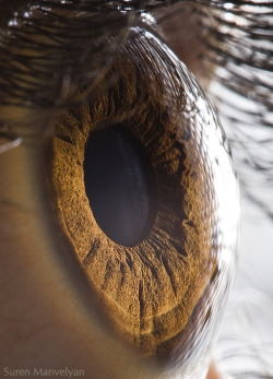 Dinosawr:  Spikethepunch:  Erkerk:  Extremely Up-Close Photo Of An Eye  Holy Sh.