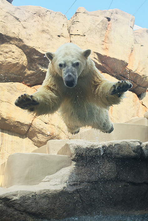 yurara360: exposition:  pdl2h:  kml:  tetsuyay: 動物園始めました。 : 釣られすぎ