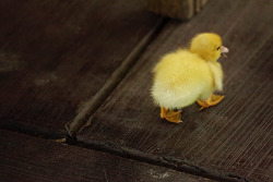 imasleepwalker:  -jglpleasepleaseme:  stephala:  thelisashow:  Why yes, I’m that silly girl that chases after baby ducklings for a picture. Meet the slowest and cutest of the bunch.    