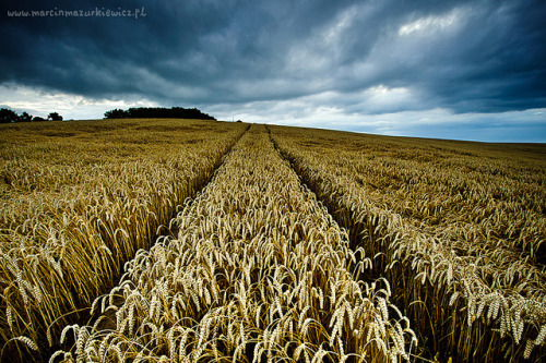 Lower Silesia, Trzebnica, Poland © Marcin Mazurkiewicz
