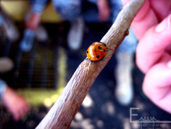 emaanuel:  Ladybug Who’s hand is that?