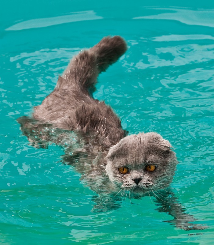 Swim and keep swimming if you want to see another Caturday!