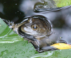 fuckyeahmothernature:  Tuesday’s frog (September 19, 2007) (by Frank Lundburg) 