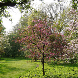 fuckyeahmothernature:  Blossom trees in the Arboretum of Wageningen (by Cajaflez) 