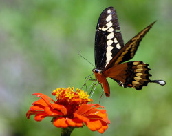 fuckyeahmothernature:  For the love of nature~and