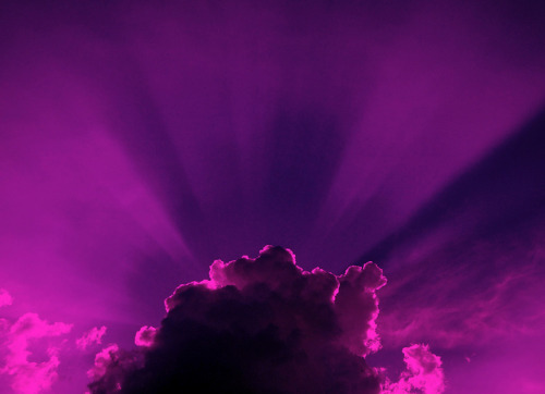 spurples: purplegem:  Beauty in Everything - Photography By dezejbi.