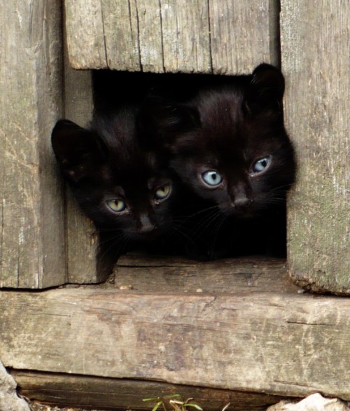 andi-b:  aokie:  yuco:  ogijun:  otsune:  hyam:  meinekatze:  atozfield:  llbwwb:  Ginger and Gretchen were both waiting for me at the door tonite.        