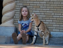 highlandvalley:  gkojaxmeetsrebloggersuptown:  yaruo:  yuco:  raurublock:   Savannah Cat Magic - The Tallest Cat In The World (12 pics + video)  イエネコとサーバルを掛け合わせた Savanna Cat というハイブリッドな猫の Magic ちゃん。体長43cmで、ギネスブックでも世界最大の飼い猫として登録されてるそうな。Savanna