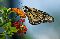 fuckyeahmothernature:  Monarch Butterfly @ Nature Center (by Laura Varney-Watts) 