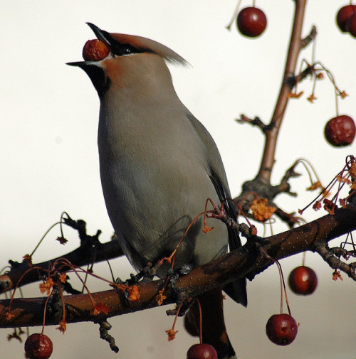 capturedcastle: dreaminginthedeepsouth: Apple Juggling by tongue (by makeupanid) The Bohemian Waxwin