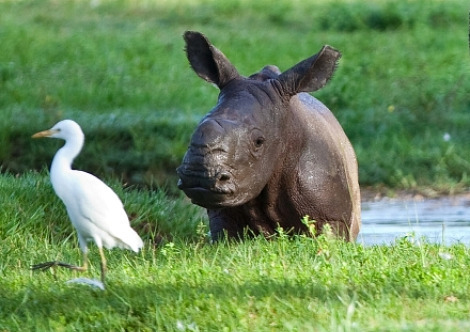 despacito: kaseki:  oharico:  bo-rude:  under3: Five Little Rhinos in Six Short Years - ZooBorns