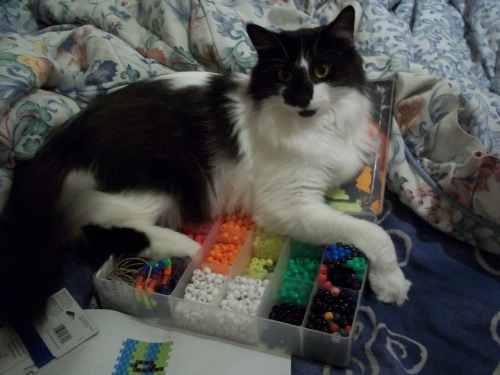 lefthandedjanice:  this is home to her i guess? being a jerk and not letting me touch my yellow bead