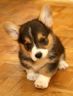 Fuckyeahdogs:  Fuckyeahcorgi:  All Done For The Day, Promise! Please Don’t Be Cranky