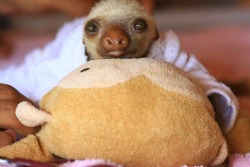 (via fancysloths) EEEEYES. MONKEY STUFFED ANIMAL. BRB DYING.