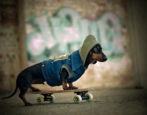 fuckyeahdogs:  be-ok:  I wish Ollie was this bad ass.  