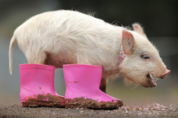 kari-shma:  Polly the piglet, in pink boots,