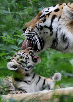 kari-shma:  Ingrid, a Siberian Tiger, washes one of her two, as yet unnamed, six-week-old cubs in their enclosure at Port Lympne Wild Animal Park in Kent 