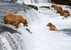 kari-shma:  Brown bears congregate at the