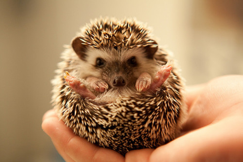 emilysarrived:
“ (via burningyears)
”
I love hedge hogs & have one just like this one! He’s CUTE!!!