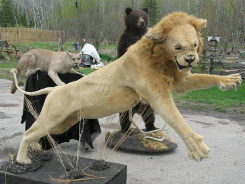 crappytaxidermy:via ebay