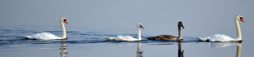 LOOK AT THE SWAN FAMILY.SO CUTE.&lt;/caps lock&gt;