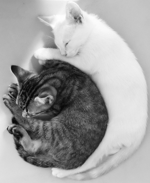 noriichi:  lunarlunatic:  johnnychallenge:  markie:  reretlet:   778:   microwalrus:  Cute Cuddly Pair | Love Meow - for Ultimate Cat Lovers  