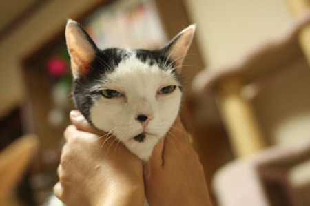 noriichi:  lunarlunatic:  johnnychallenge:  pdl2h:  urone:  ちゃとらとはちわれ その顔をみると…