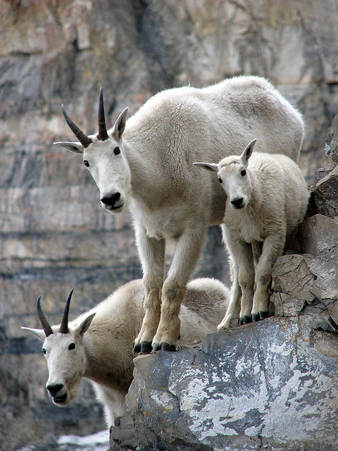 animals, animals, animals — jpolch: Family of Goats (by kris) MOUNTAIN GOATS  ...