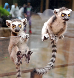 Theanimalblog:  Ring Tailed Lemur (By In Cherl Kim) 