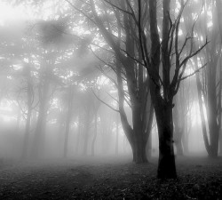 Black-And-White:  Constantflux:treeporn:~ The Trees Of My Contentment (By Teresa