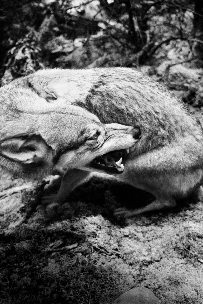 Wolf by Joakim Kocjancic, 2008