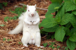 (via sissydudeomen2, blaaargh) HOLY SHIT. Look at that squirrel&rsquo;s nuts!! (Bah-dum-bum)